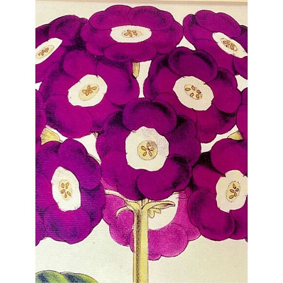 Auricula “Charles Perry” Framed and Matted Print 16” x12” - Picture 5 of 9